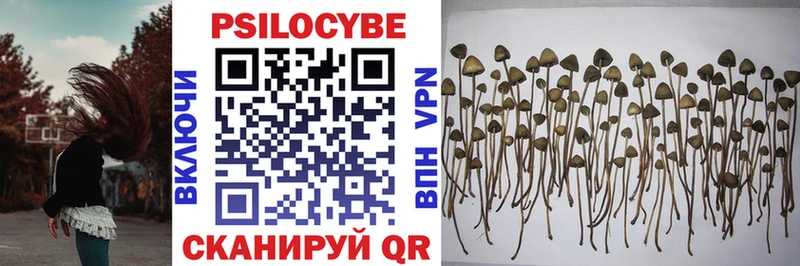 Псилоцибиновые грибы Cubensis  где купить   Омутнинск 